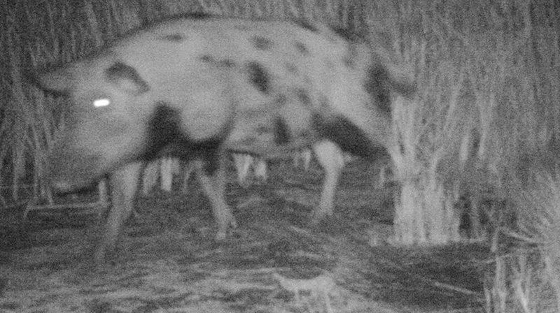 A feral hog moving through tall grass at night
